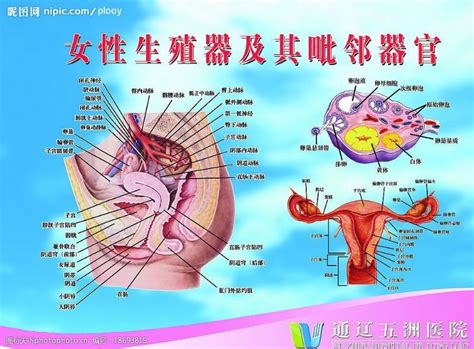 女人生殖器|女性生殖系統